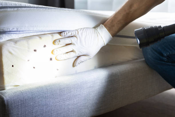Wasp Removal Services in Natchez, MS